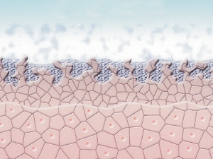 Enzyme spalten die abgestorbenen Hautzellen.