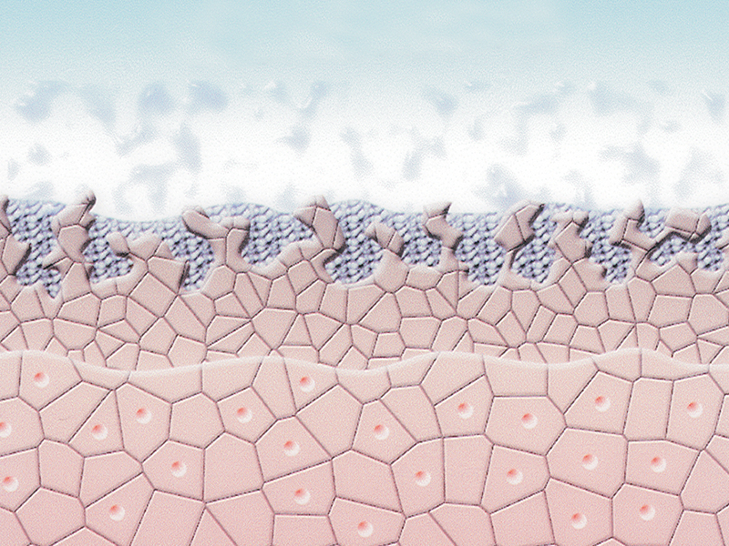 Enzyme spalten die abgestorbenen Hautzellen.